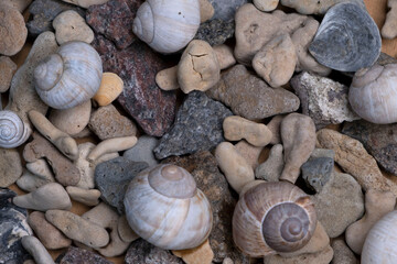 stones and seashells, beach sea background or material, up