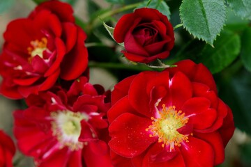 Red roses blooming.