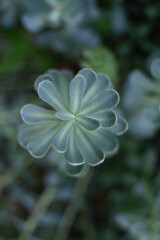 Geranium in the garden