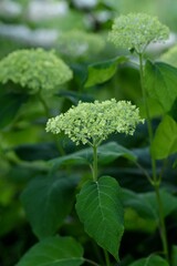 Smooth hydrangea before blooming.