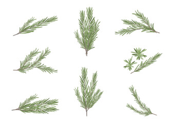 rosemary herb object for medical treatment vector isolated on white background ep04