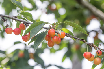 Cherries hanging on a cherry tree branch.