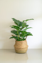 Philodendron xanadu croat in wicker basket pot