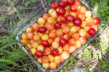Fresh ripe cherries in a plastic packaging. cherry farm.