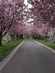 Cherry Blossom Avenue