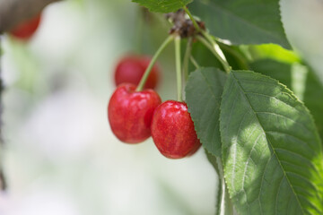 Cherries hanging on a cherry tree branch.