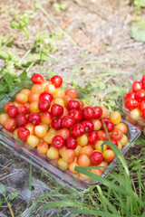 Fresh ripe cherries in a plastic packaging. cherry farm.