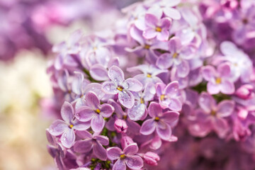 Lush purple lilac in bloom