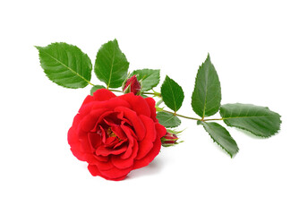 red blooming rose with green leaves isolated on white background