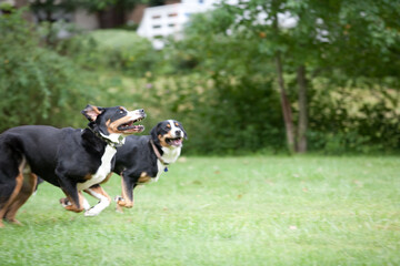 Dogs running