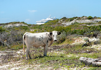 Grand Turk Island Free Bull And A Cruise Ship