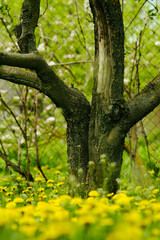 Old tree with lots of dandelion spring flowers and green grass.