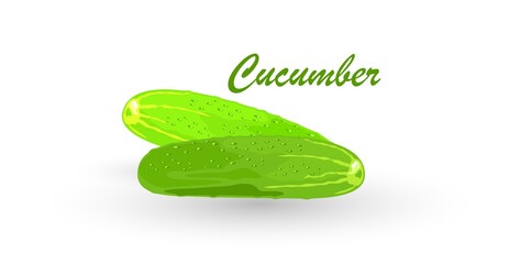 Fresh cucumbers, cukes or gherkins whole and cut to segments. Green vegetable using for salads, pickling. Cartoon vector illustration isolated on white background for menu, recipes, packing.