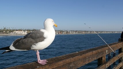 Saltwater angling, wooden pier boardwalk, fishing accessory, tackle or gear. Oceanside California USA. Sea salt water, ocean seascape. Seagull bird waiting near fisherman equipment, rod or spinning.