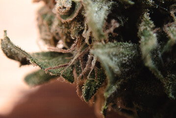 Snowy Orange and Yellow Trichomes 