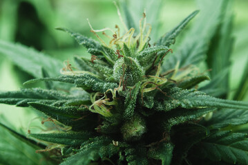 Macro Trichomes,  Pink Cannabis Plant