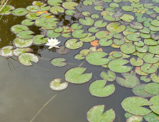 Nen&uacute;fares en la charca