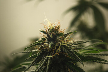 Indoor Cannabis with Yellow and Orange Trichomes