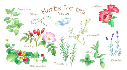 色々なハーブ＃2。ティー用ハーブの水彩イラストのトレースベクター。（カモミール、ミント、ローズヒップ、ワイルドストロベリー、レモンバームなど） © Keiko Takamatsu