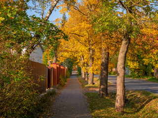 Naklejka premium Village in autumn. Russian village road. Sidewalk in the summer village in the fall