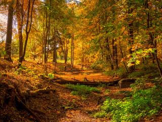 A dam in an old abandoned autumn park. Bright sunny autumn landscape with fallen maple leaves