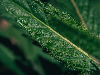 Macro Trichomes on Green Cannabis Leaf