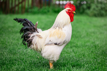 chicken breed