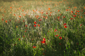 field of poppies