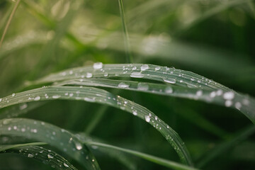 water drops on a grass