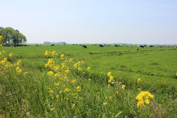 Beautiful panoramic view over a Dutch meadow with grazing cows.