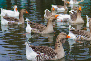 Close-up ducks swim in the lake