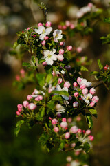 Apple tree branch blooming in the garden. Idyllic spring landscape.
