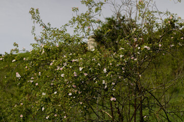 Blumengestrüpp