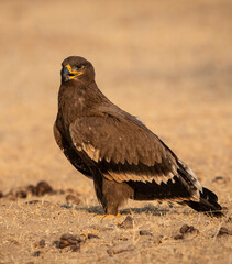 Steppe eagle or Aquila nipalensis portrait or closeup at jorbeer conservation reserve or dumping yard bikaner rajasthan India