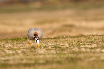 bar headed goose grazing grass in an open field or grassland during winter migration at forest of cental india - anser indicus