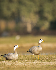 bar headed goose family or flock in an open field or grassland during winter migration at forest of cental india - anser indicus