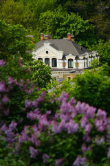 Purple lilac bushes with old building on the background.