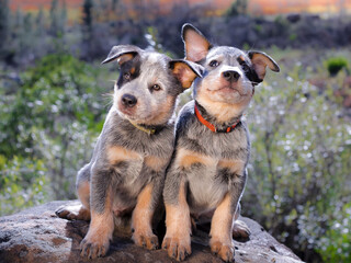 Australian Cattle Dog (Blue Heeler) puppies sitting on a rock outdoors portrait facing the camera
