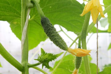 small cucumbers with a yellow flower 