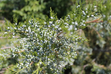 close up of a tree