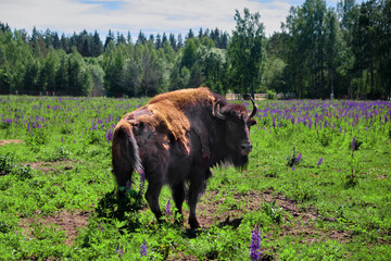 Big wild bison on pasture in summer in sunny weather