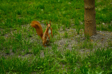 Red squirrel portrait in park. Cute tree squirrel sitting on green grass and posing.