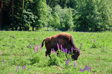 large wild bison eats grass in the pasture in summer in sunny weather