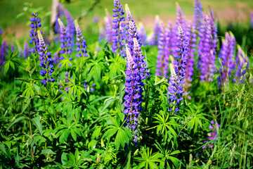 Many purple lupine wildflowers grow in a sunny meadow in summer