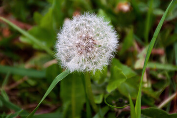 dandelion in the grass