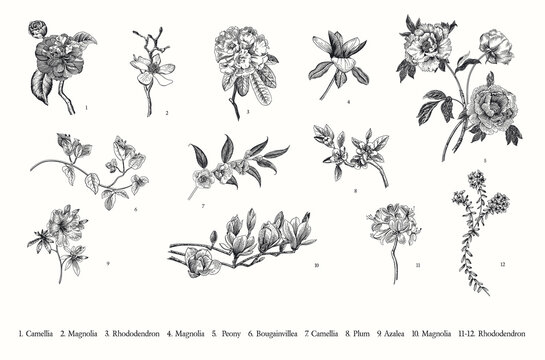 Spring flowers. Vector vintage botanical illustration. Set. Black and white