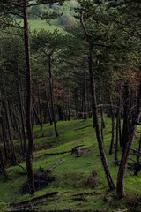 forest in autumn