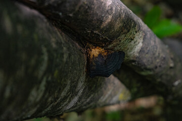 close up of a tree
