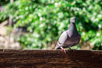 Pigeons perched on a piece of wood with blurred background