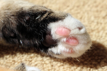 Close up of tabby and white cat's paw